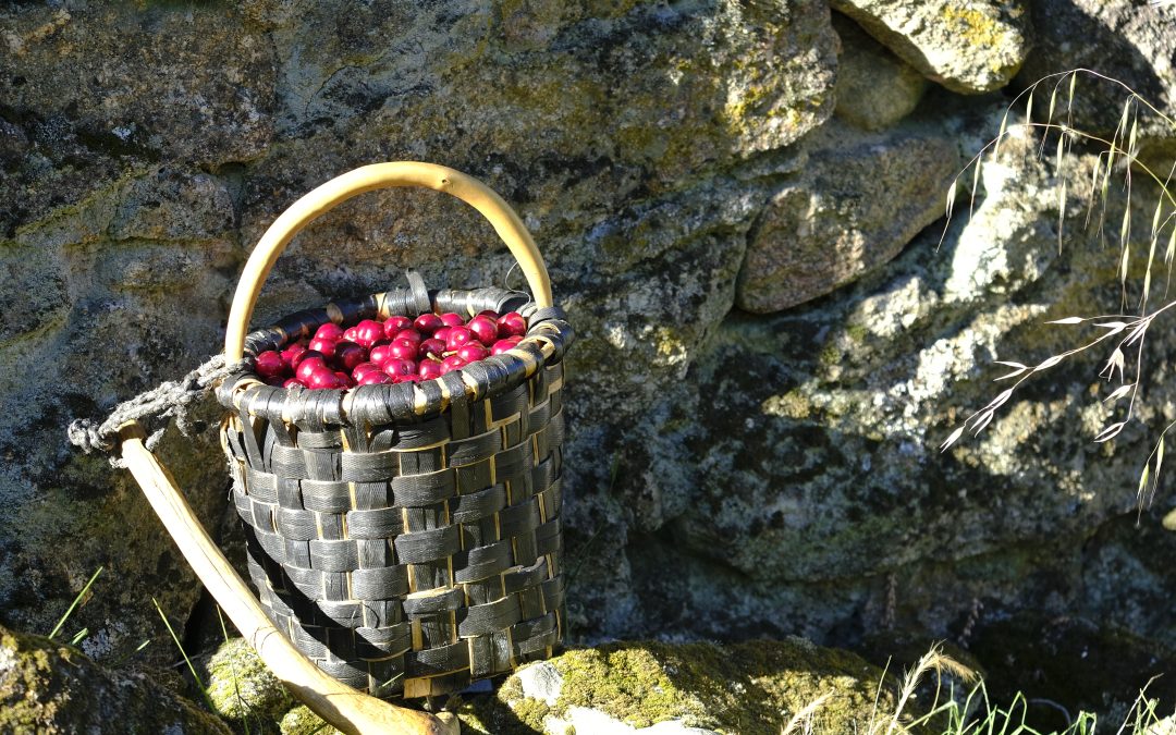 La floración de los cerezos en el Valle del Jerte: una experiencia que no olvidarás