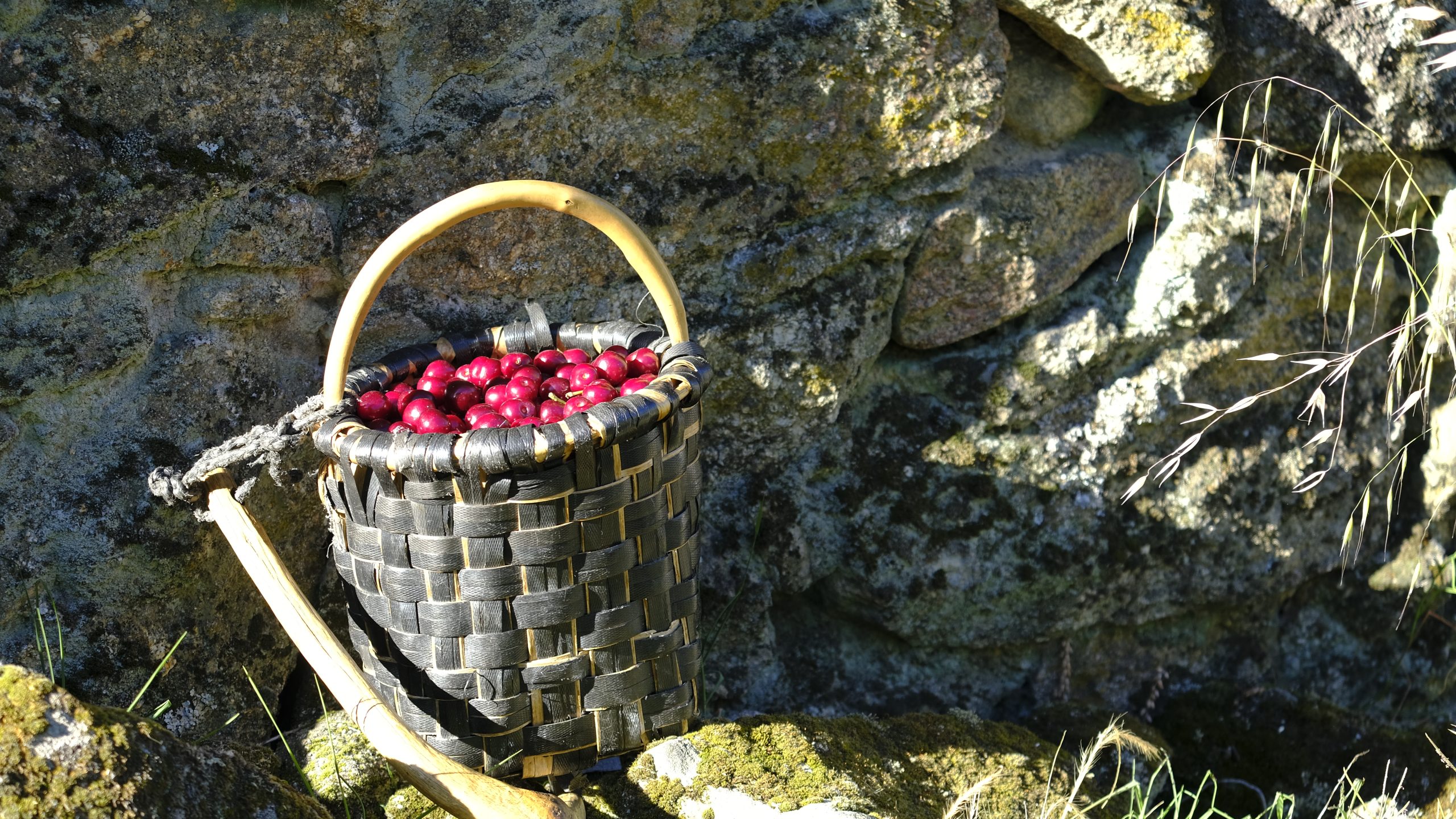 La floración de los cerezos en el Valle del Jerte: una experiencia que no olvidarás